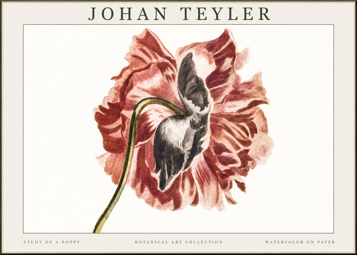 Johan Teyler Study of a Poppy No1 - Juliste
