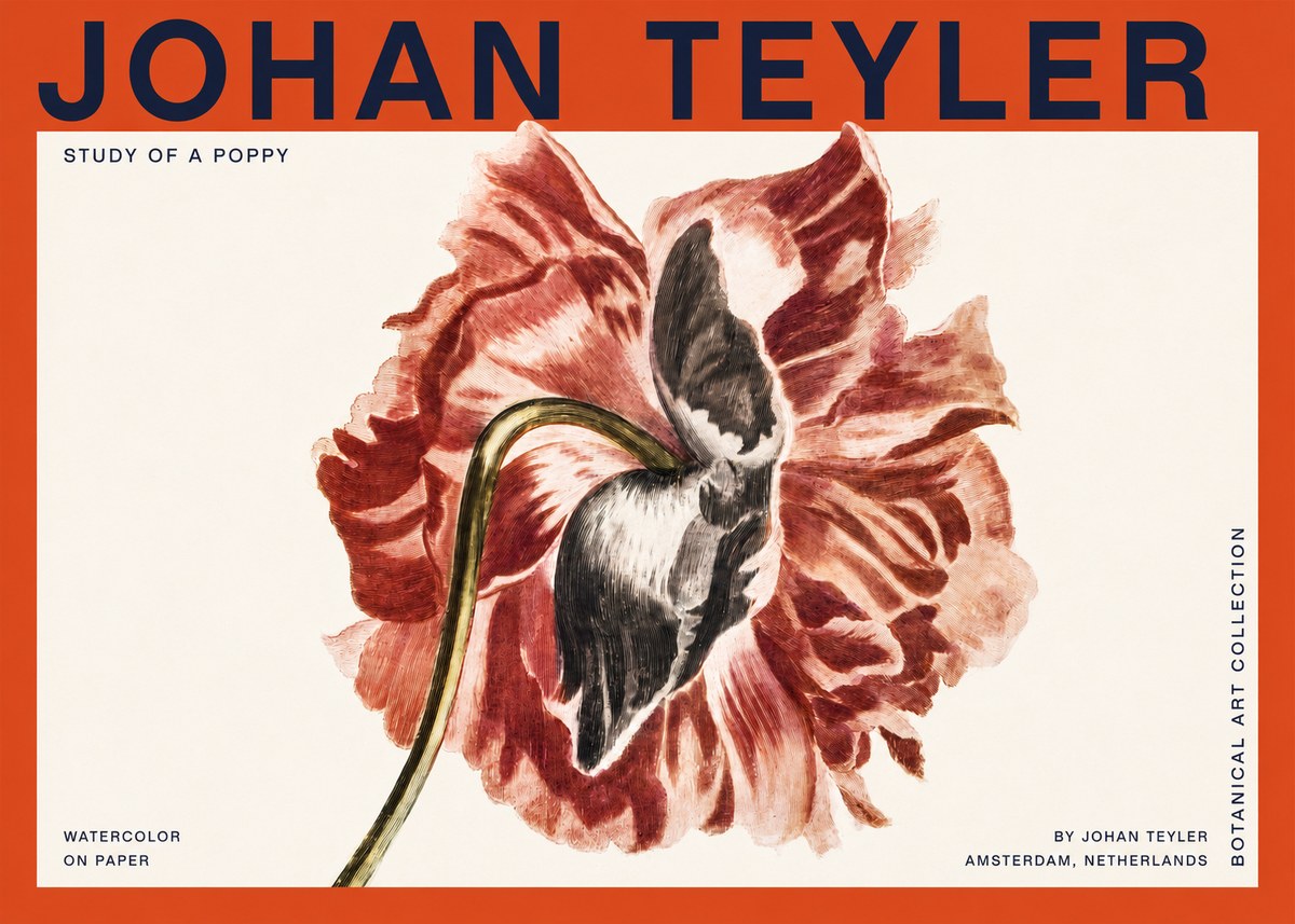 Johan Teyler Study of a Poppy No2 - Juliste