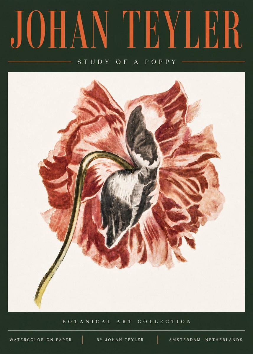Johan Teyler Study of a Poppy No5 - Juliste