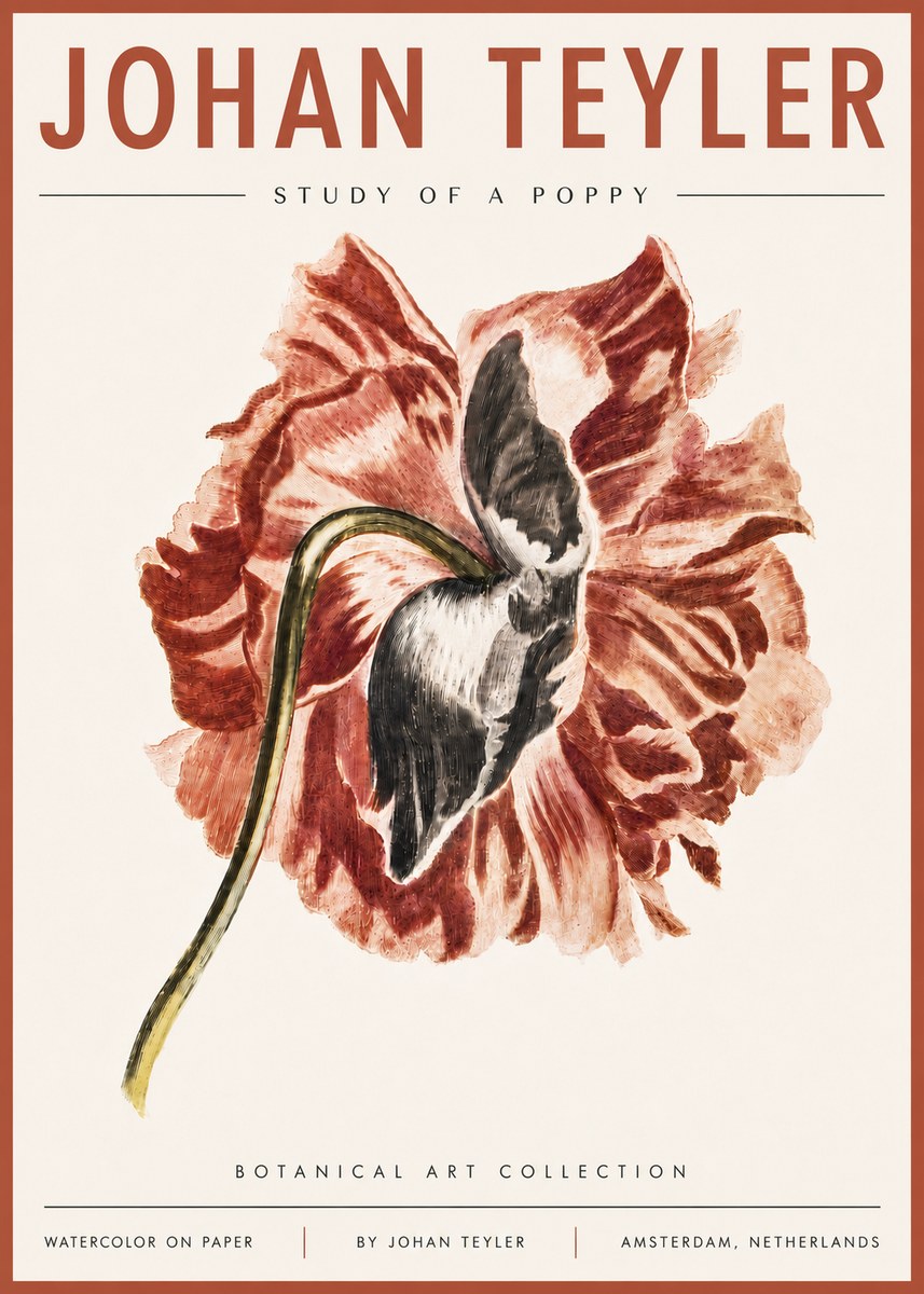 Johan Teyler Study of a Poppy No6 - Juliste