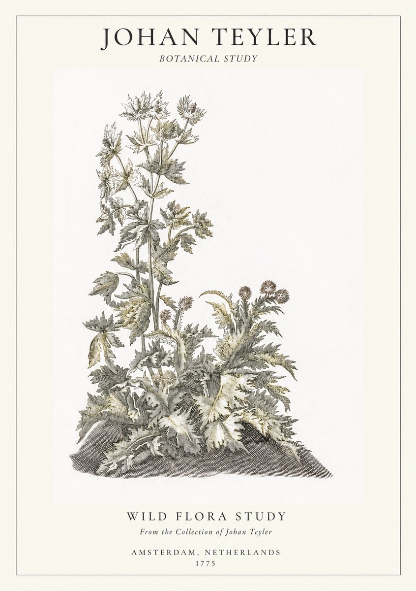 Johan Teyler Wild Flora Study No1 - Juliste