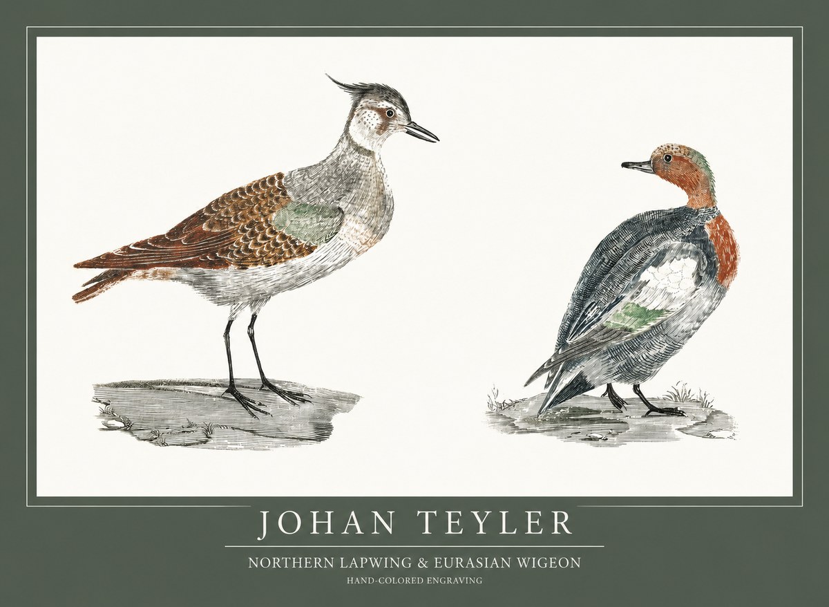 Johan Teyler Northern Lapwing & Eurasian Wigeon No1 - Juliste