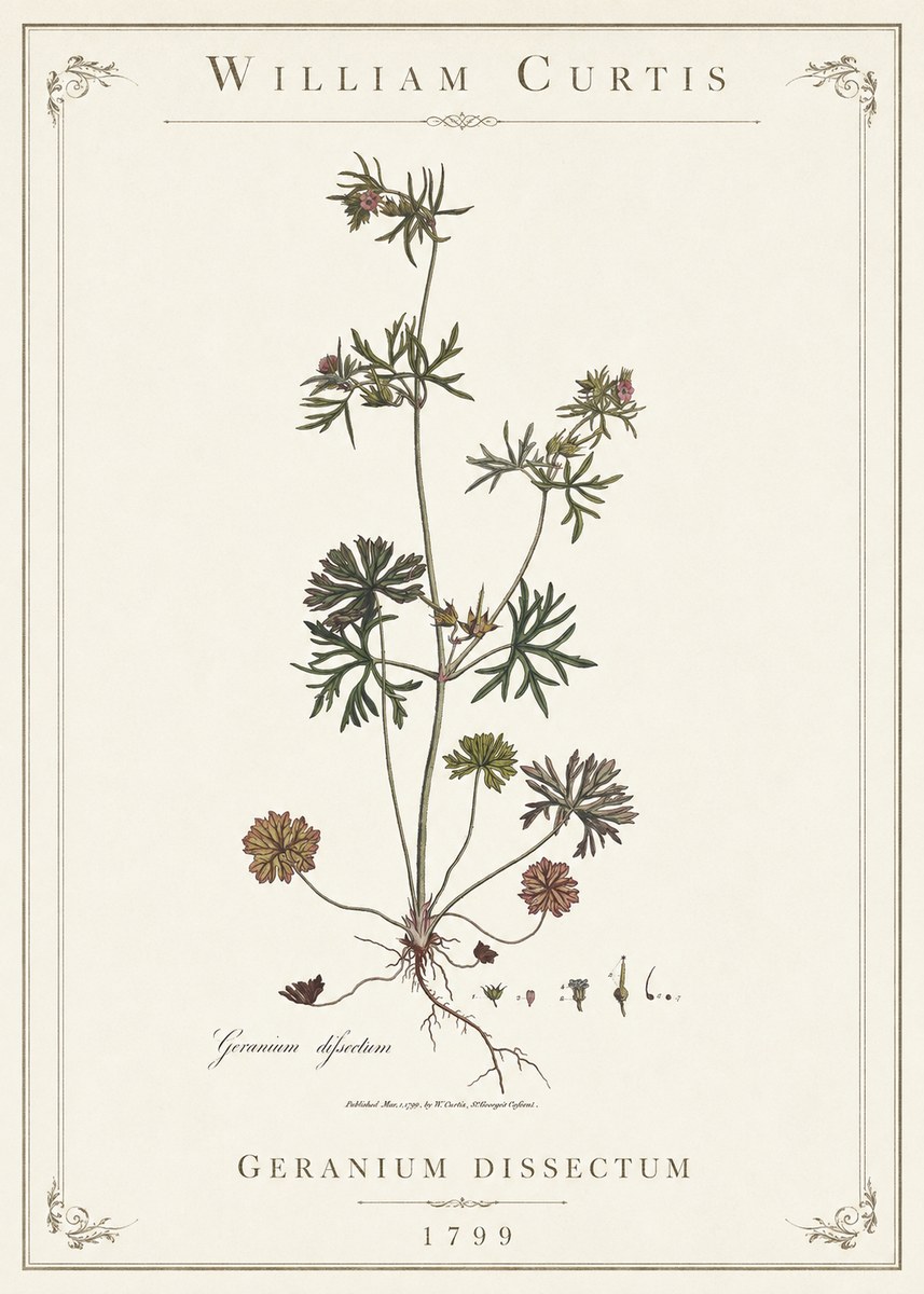 William Curtis Geranium Dissectum I No1 - Juliste