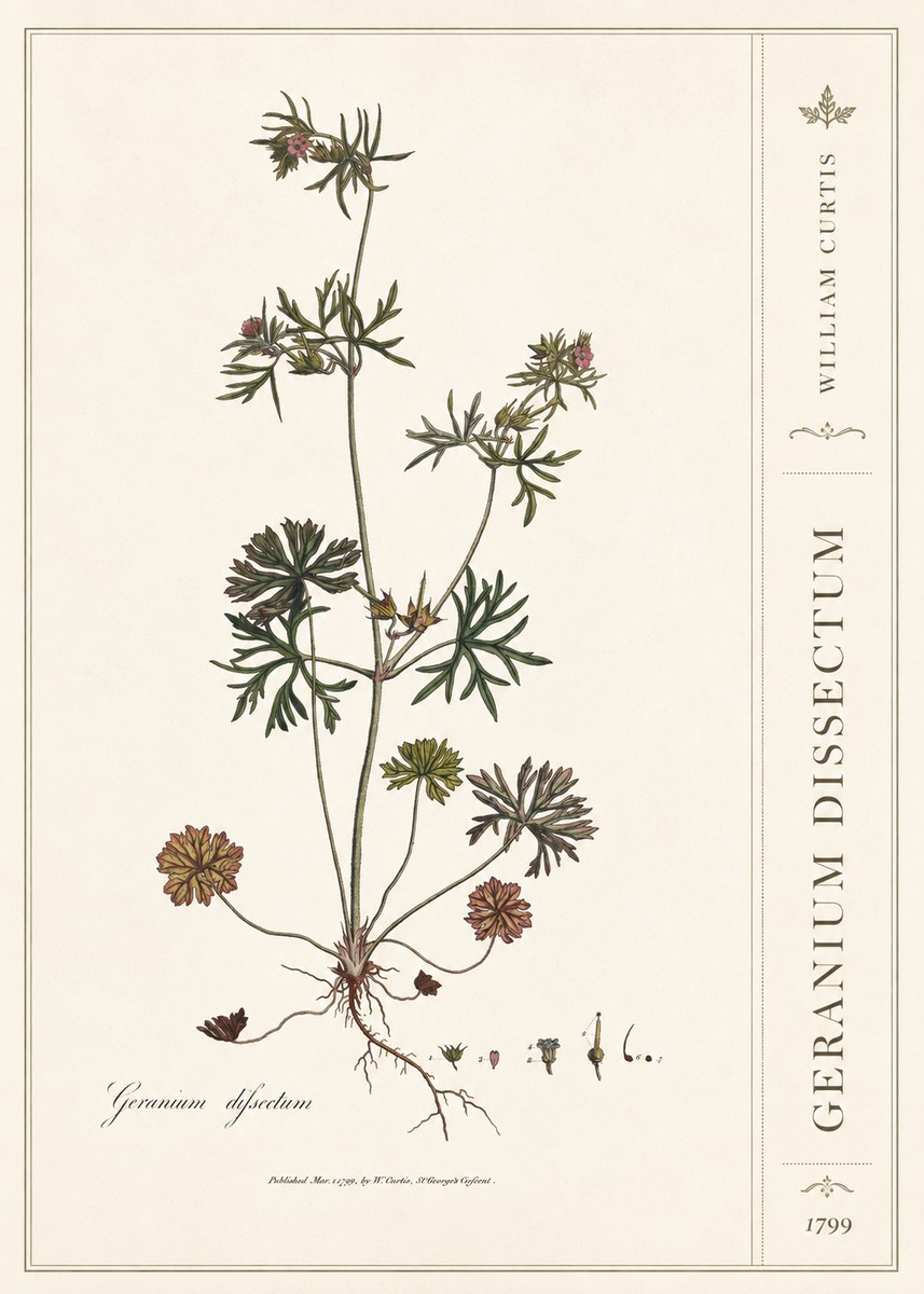 William Curtis Geranium Dissectum I No2 - Juliste