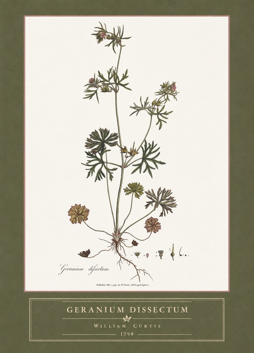 William Curtis Geranium Dissectum I No4 - Juliste