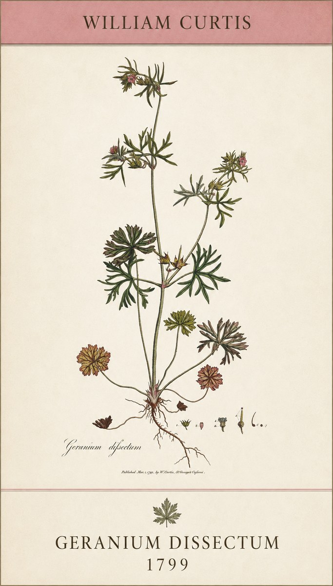William Curtis Geranium Dissectum I No5 - Juliste