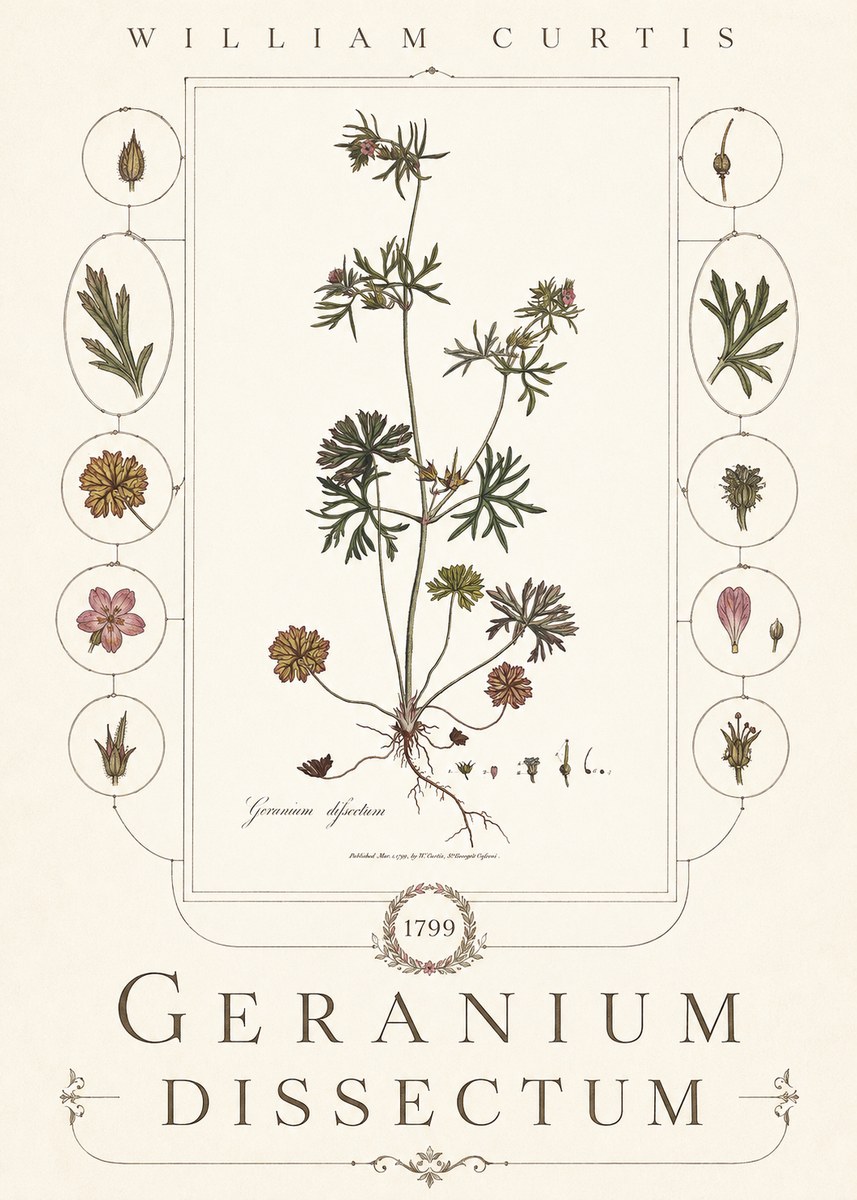 William Curtis Geranium Dissectum I No6 - Juliste