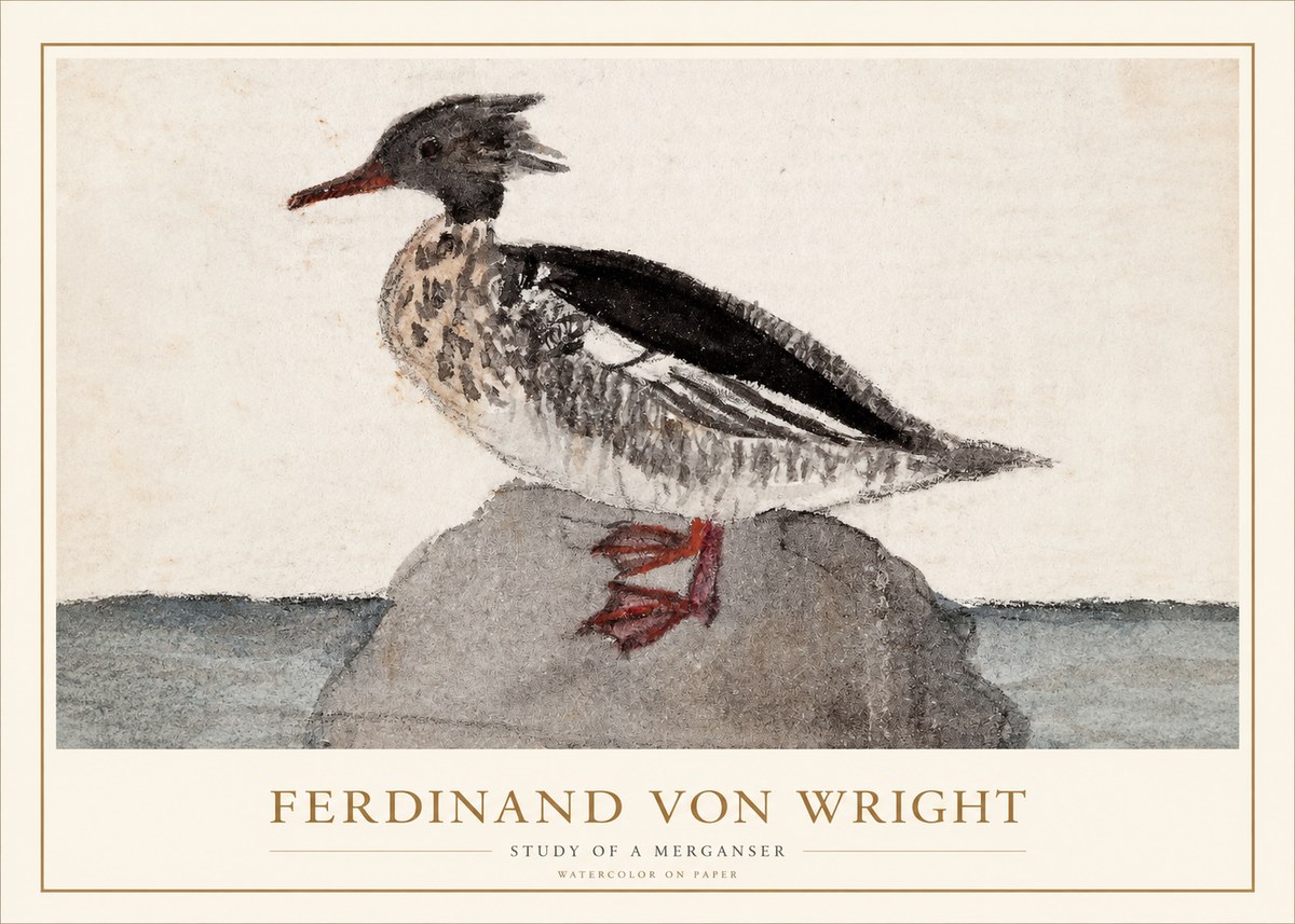 Ferdinand von Wright Study of a Merganser No1 - Juliste