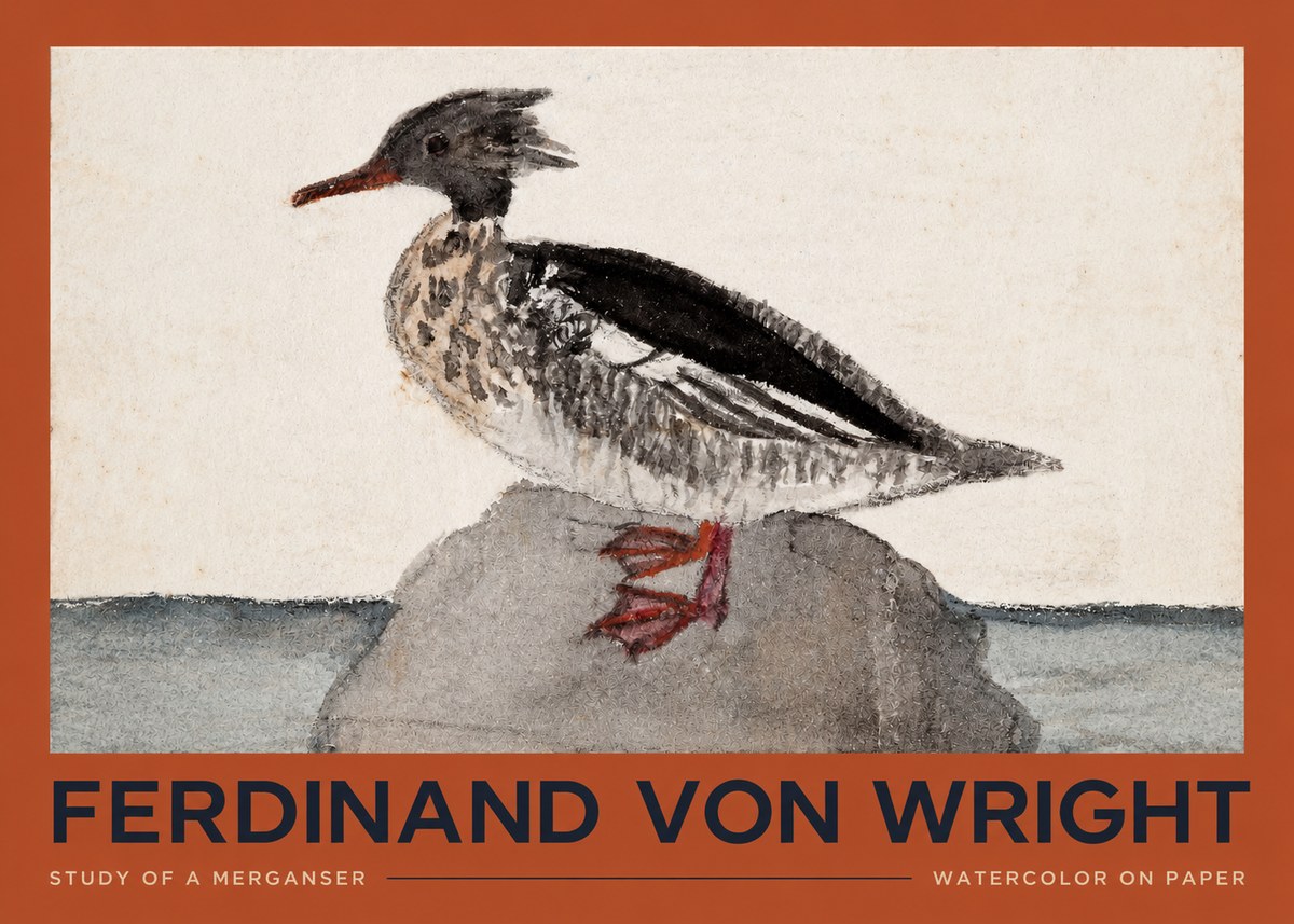 Ferdinand von Wright Study of a Merganser No2 - Juliste
