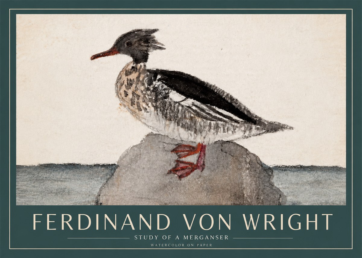 Ferdinand von Wright Study of a Merganser No3 - Juliste
