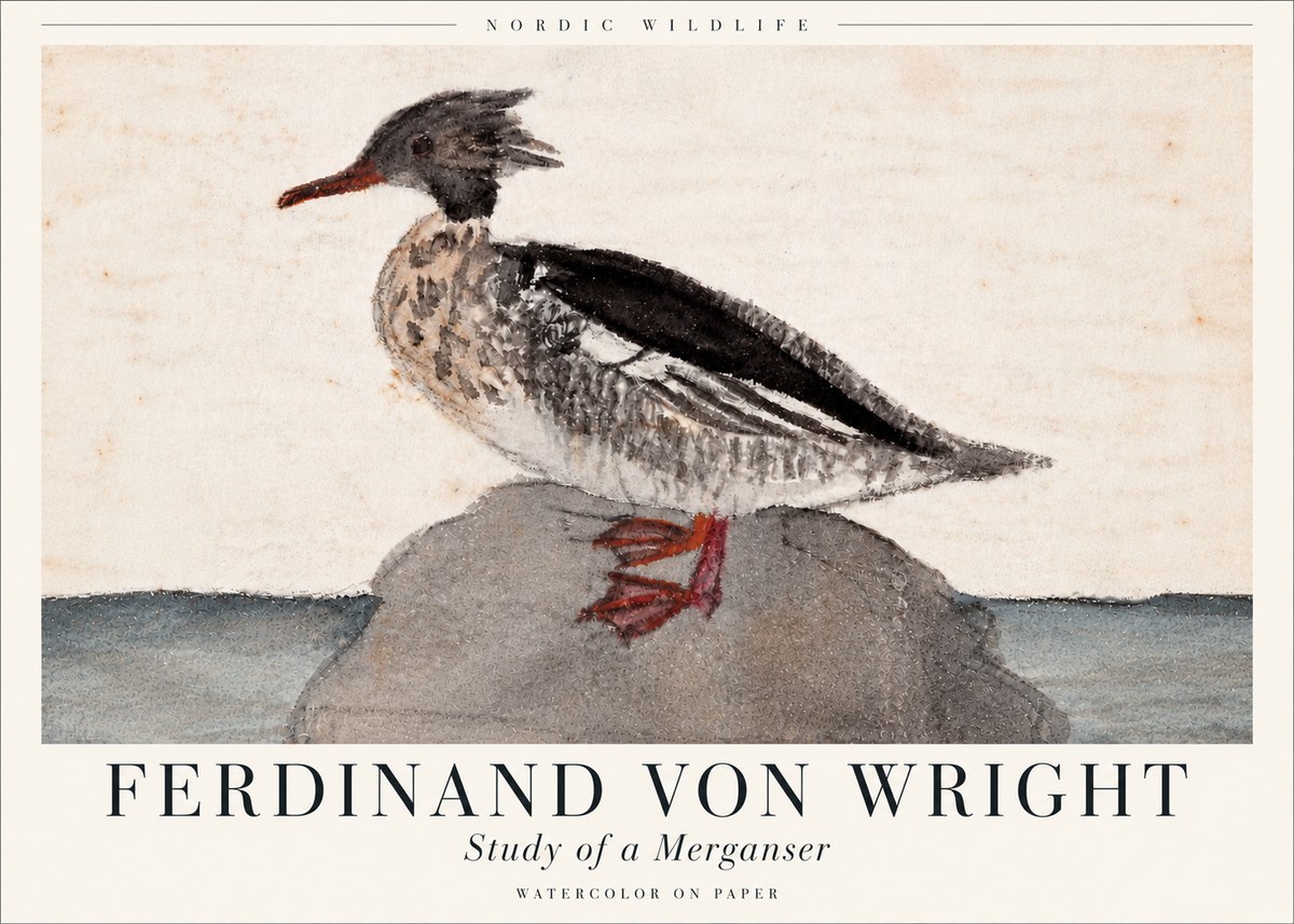 Ferdinand von Wright Study of a Merganser No6 - Juliste