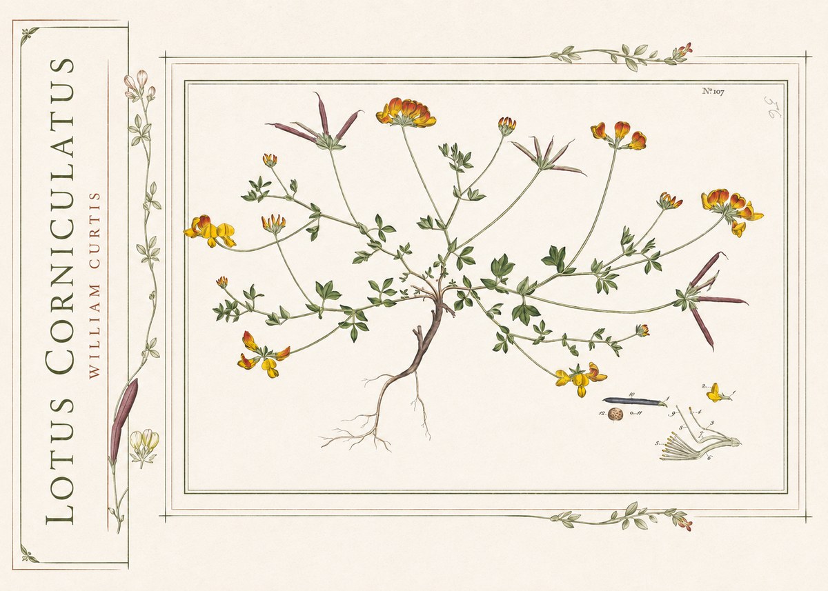 William Curtis Lotus Corniculatus I No2 - Juliste
