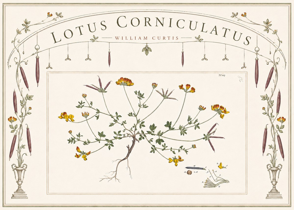 William Curtis Lotus Corniculatus I No6 - Juliste