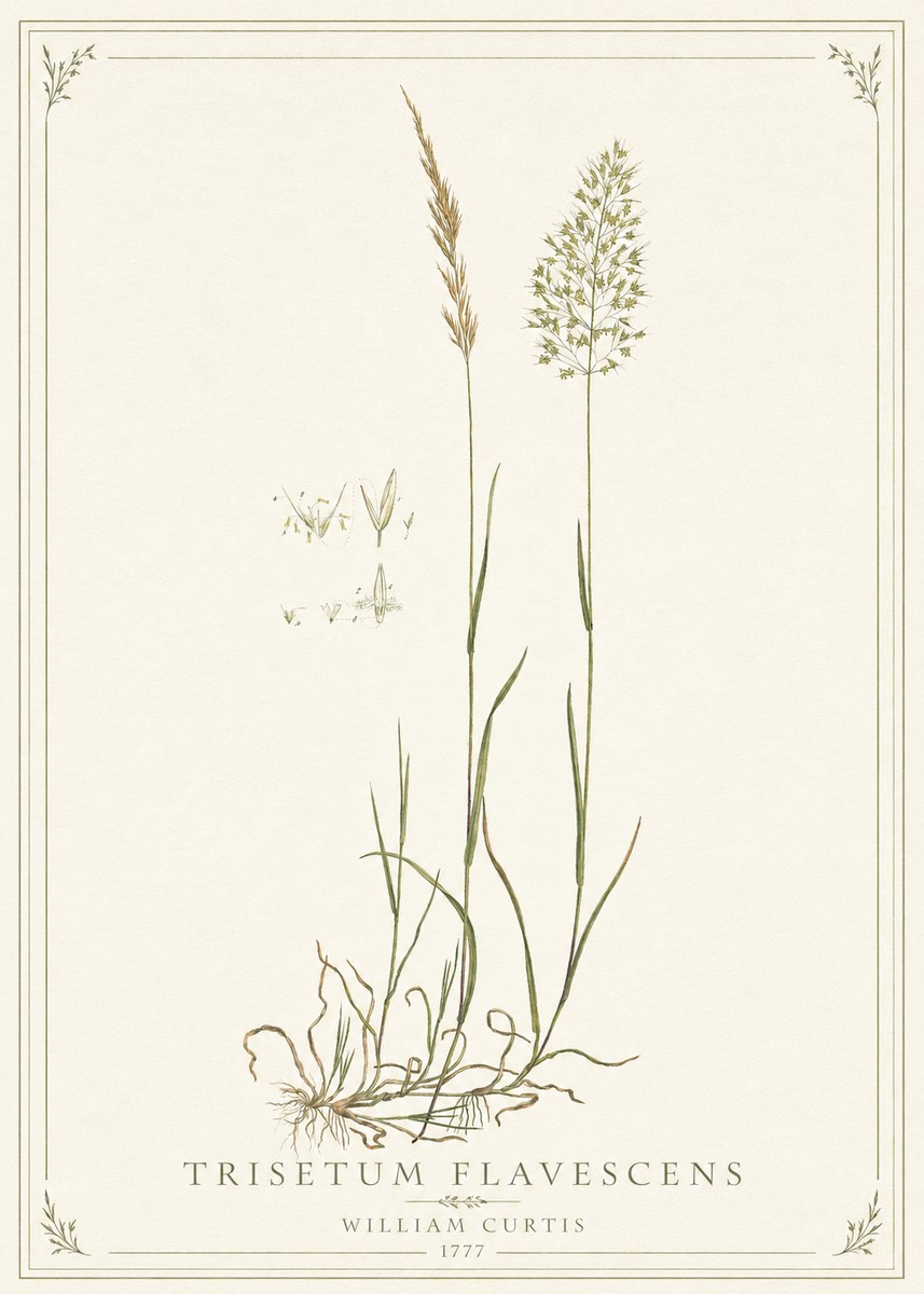 William Curtis Trisetum Flavescens II No1 - Juliste