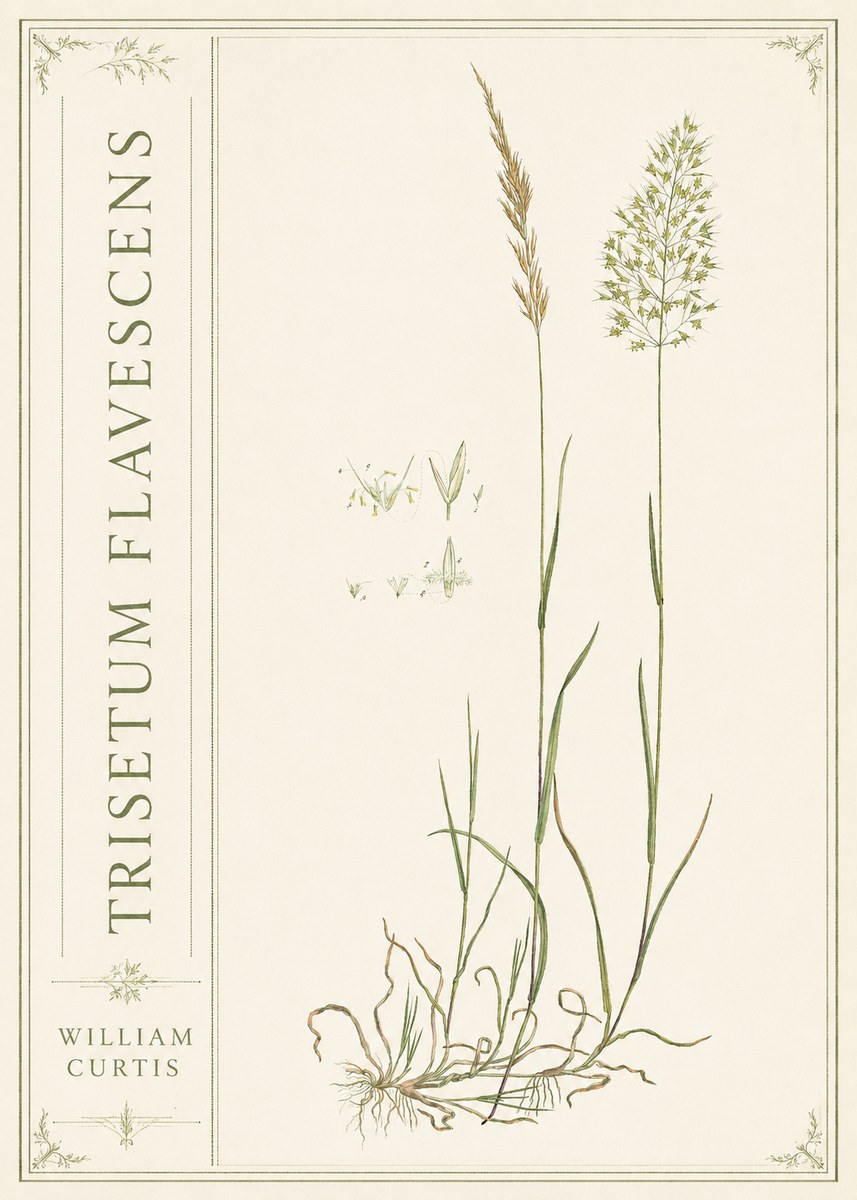 William Curtis Trisetum Flavescens II No2 - Juliste