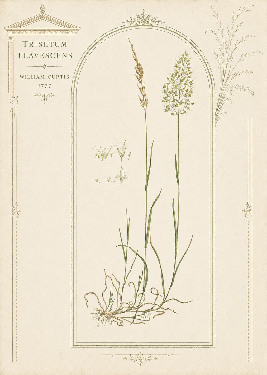 William Curtis Trisetum Flavescens II No3 - Juliste