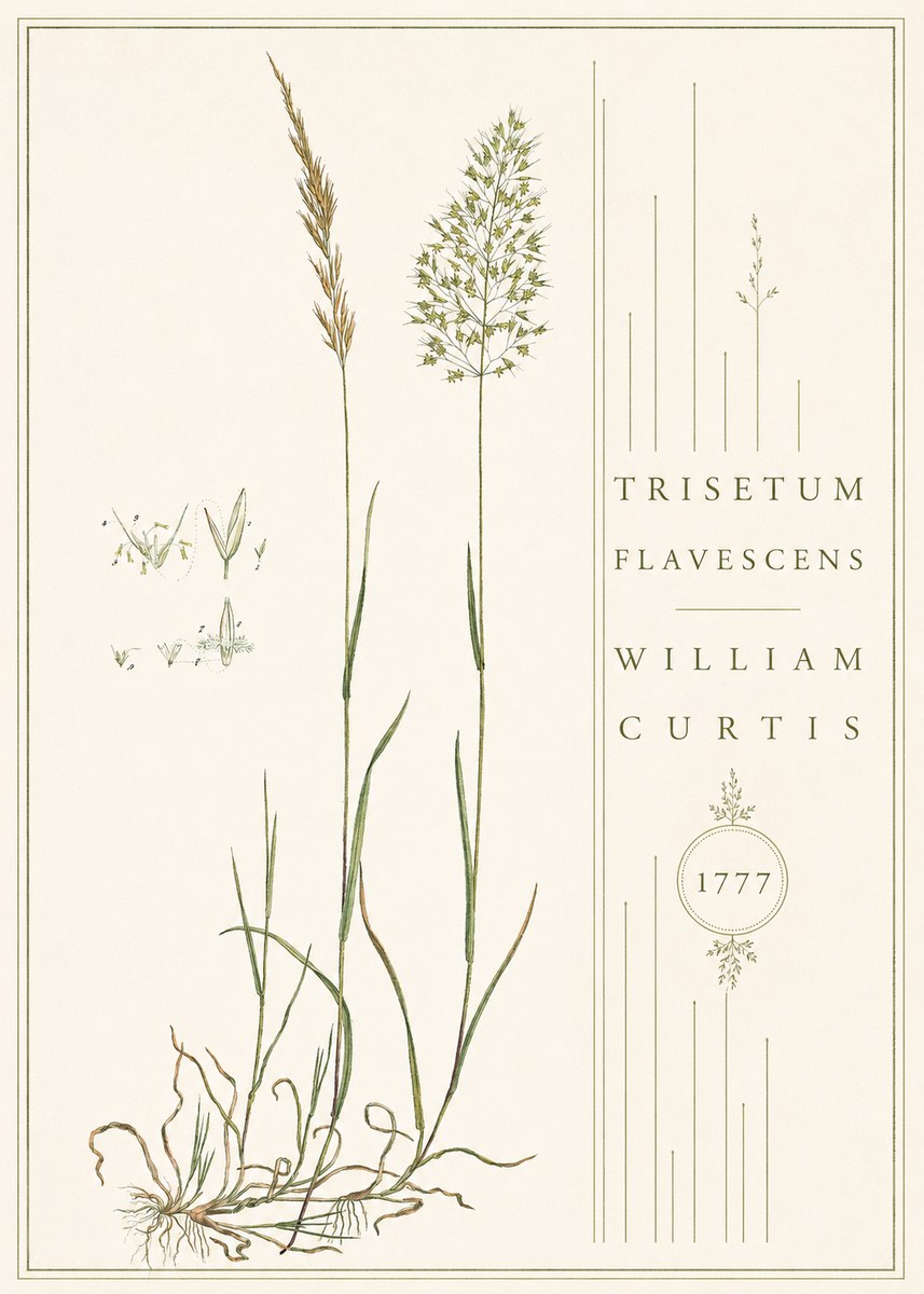 William Curtis Trisetum Flavescens II No4 - Juliste
