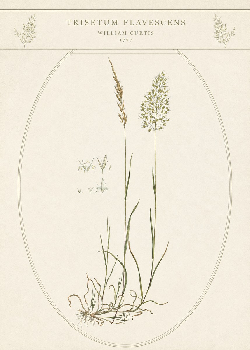 William Curtis Trisetum Flavescens II No5 - Juliste