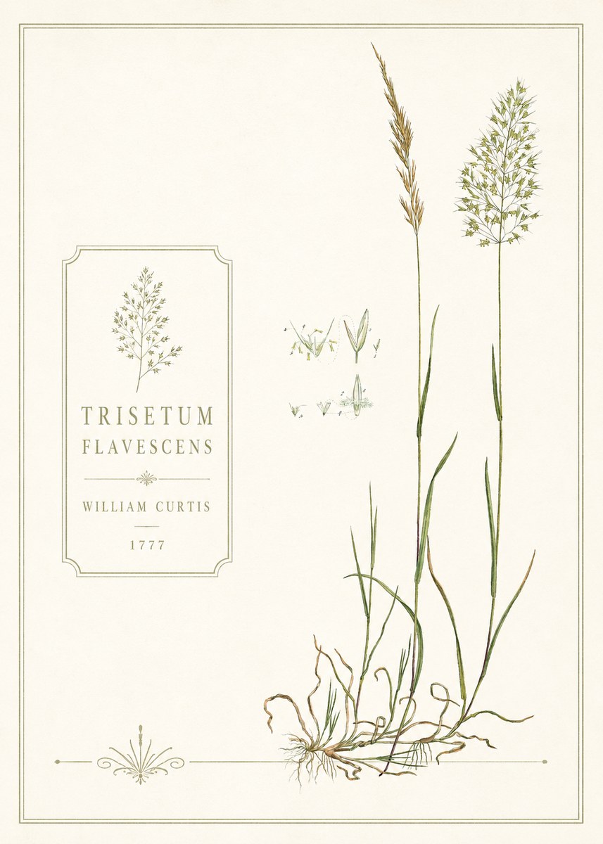 William Curtis Trisetum Flavescens II No6 - Juliste