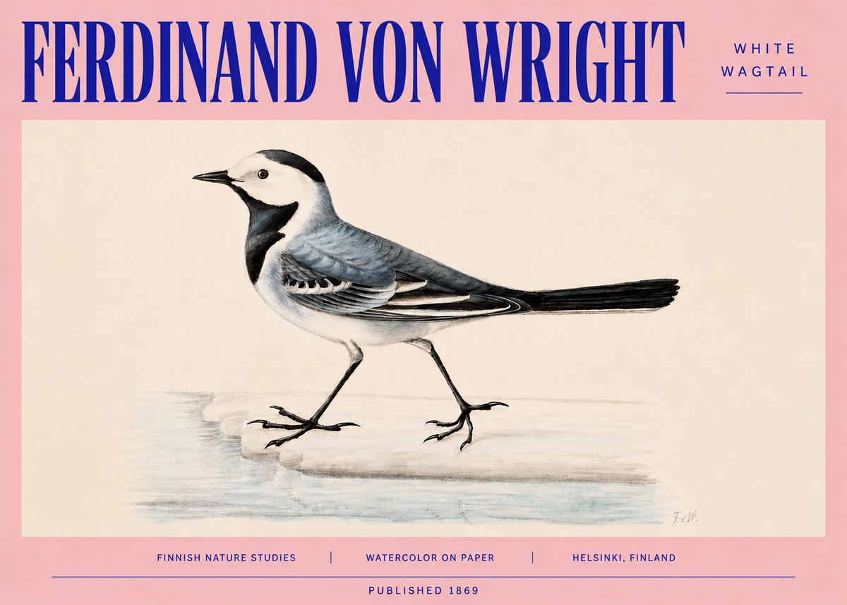 Ferdinand von Wright White Wagtail No4 - Juliste