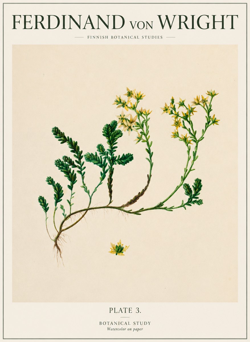 Ferdinand von Wright Botanical Study No1 - Juliste