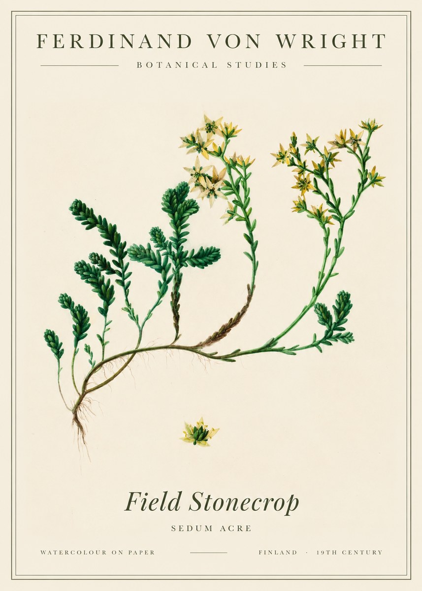 Ferdinand von Wright Botanical Study No3 - Juliste