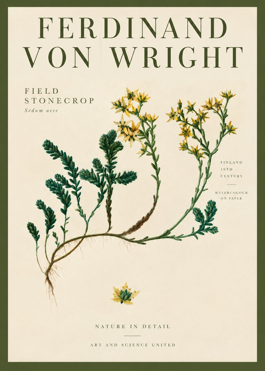 Ferdinand von Wright Botanical Study No4 - Juliste