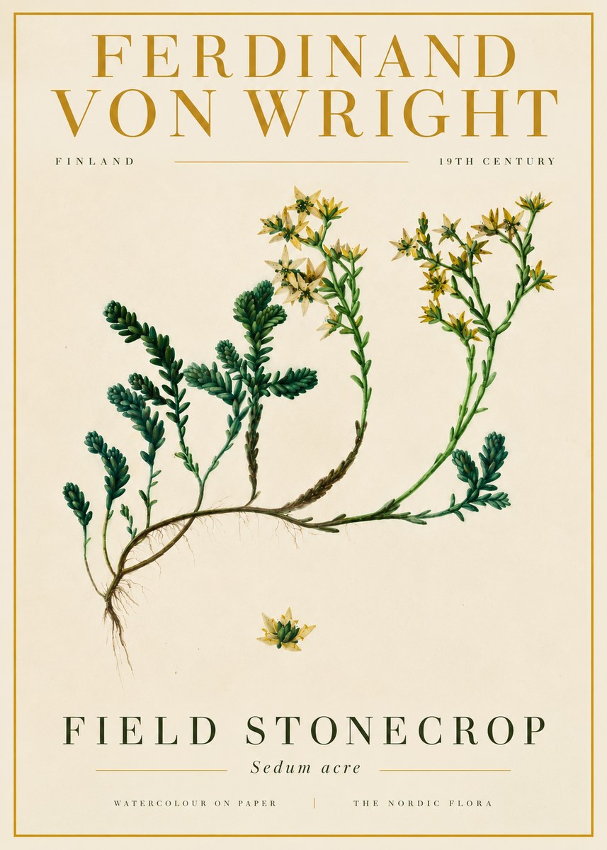 Ferdinand von Wright Botanical Study No6 - Juliste