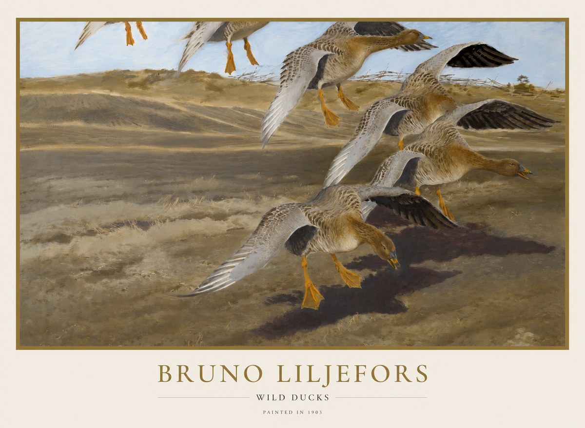 Bruno Liljefors Wild Ducks I No1 - Juliste