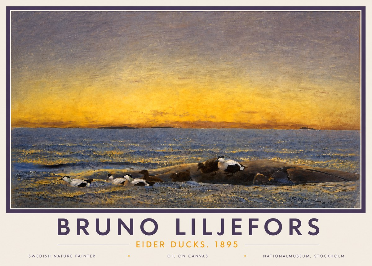 Bruno Liljefors Eider Ducks. 1895 No4 - Juliste