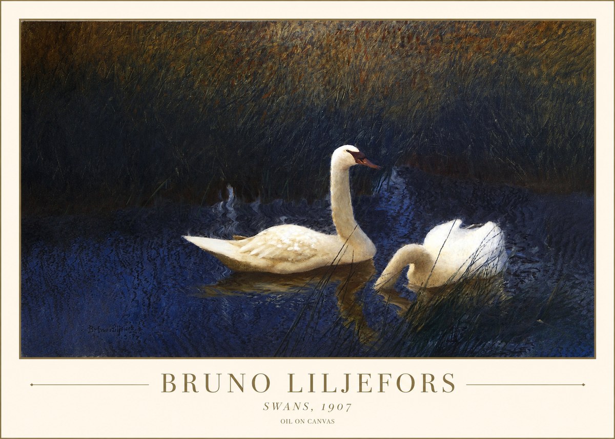 Bruno Liljefors Swans, 1907 No1 - Juliste