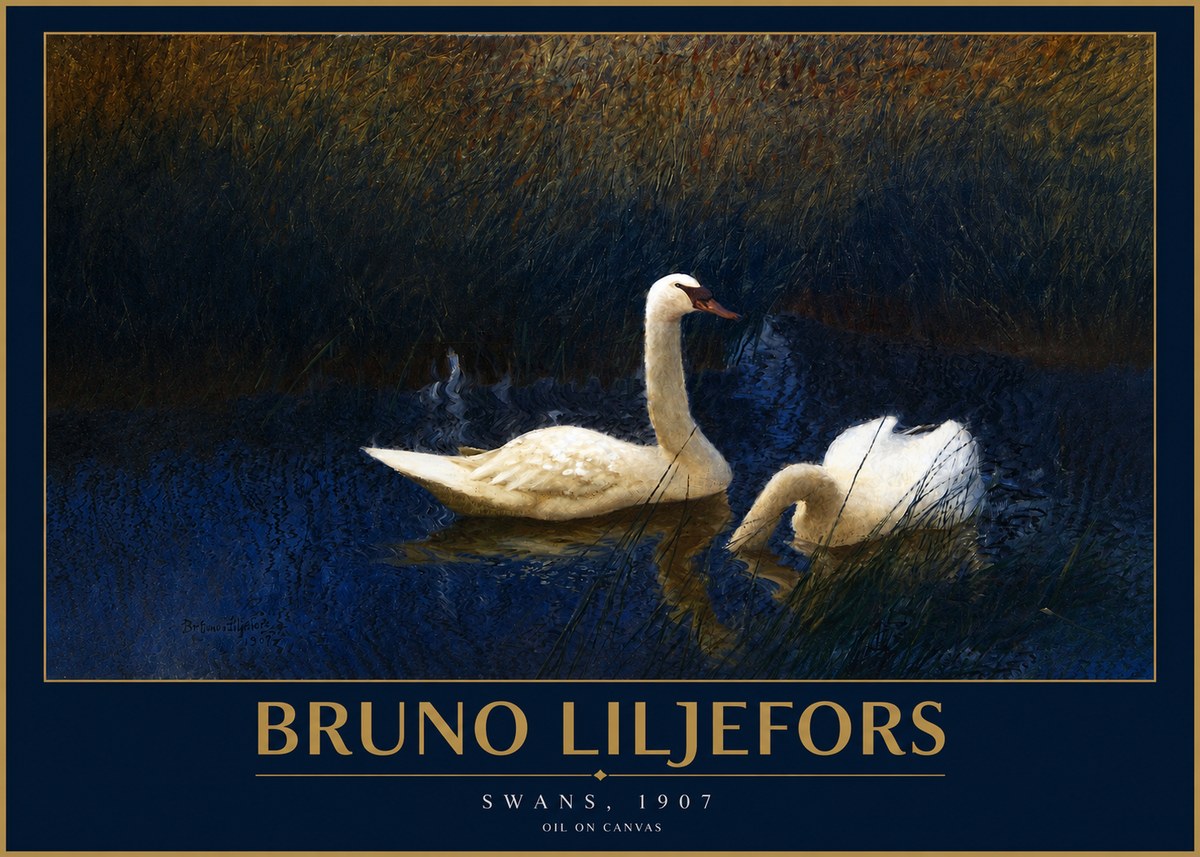 Bruno Liljefors Swans, 1907 No2 - Juliste