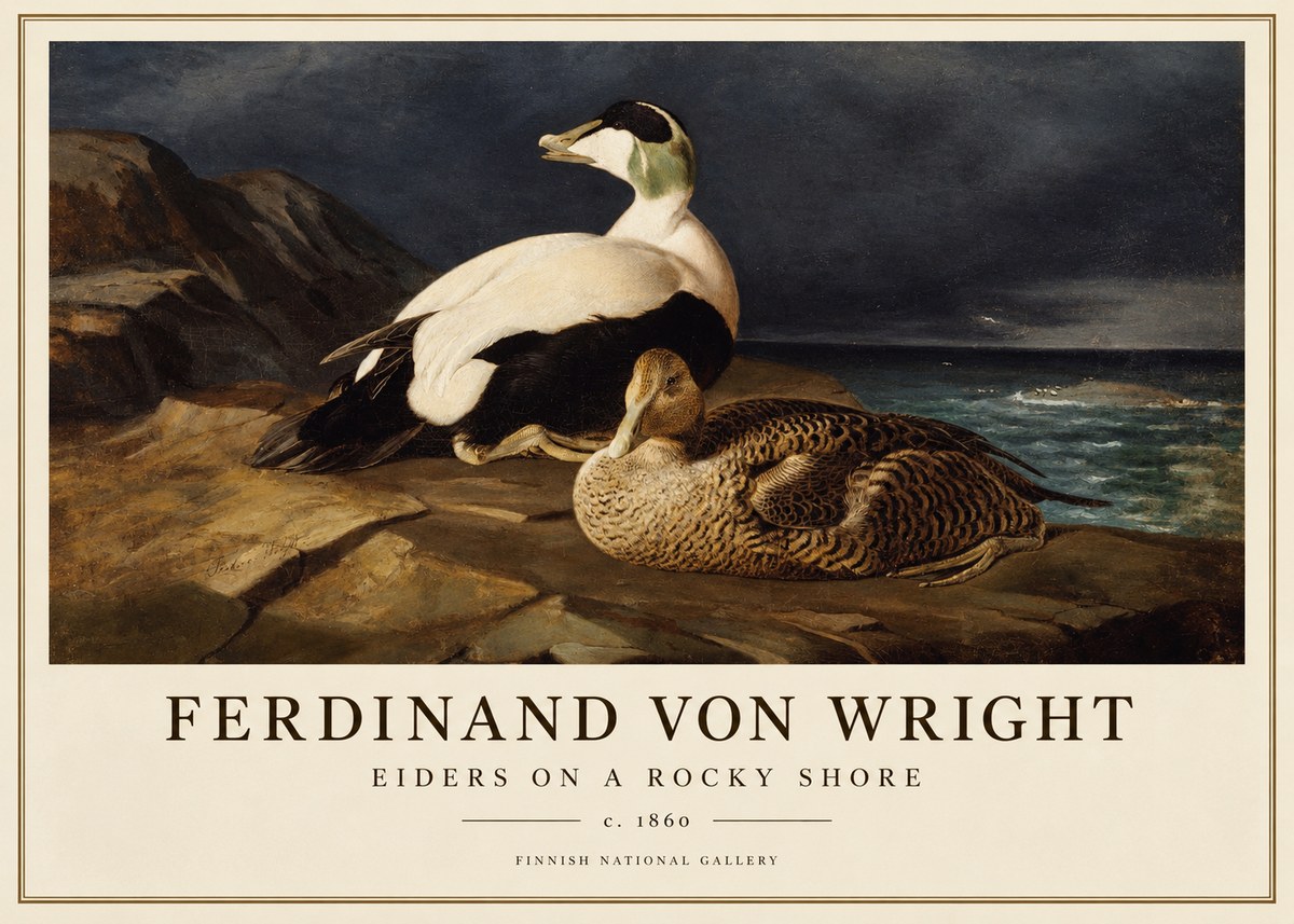 Ferdinand von Wright Eiders on a Rocky Shore No1 - Juliste