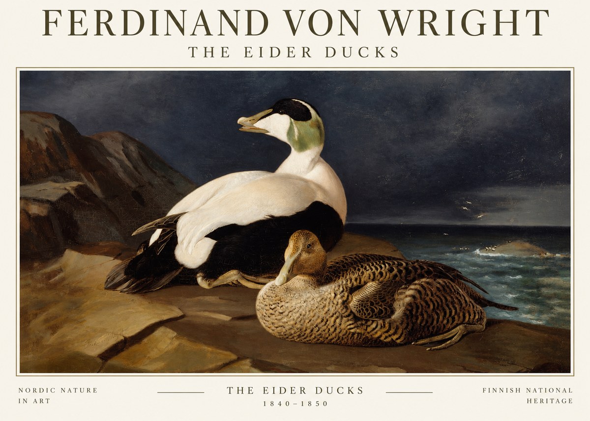 Ferdinand von Wright Eiders on a Rocky Shore No3 - Juliste