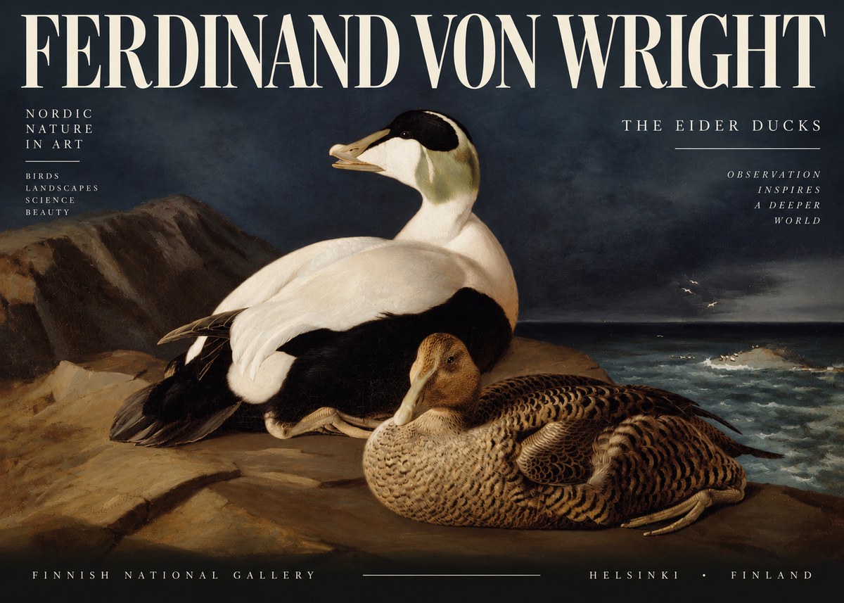 Ferdinand von Wright Eiders on a Rocky Shore No4 - Juliste