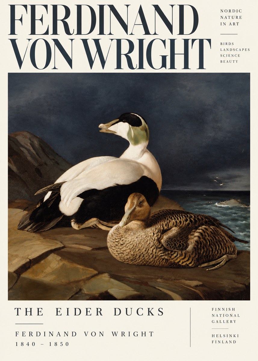 Ferdinand von Wright Eiders on a Rocky Shore No5 - Juliste