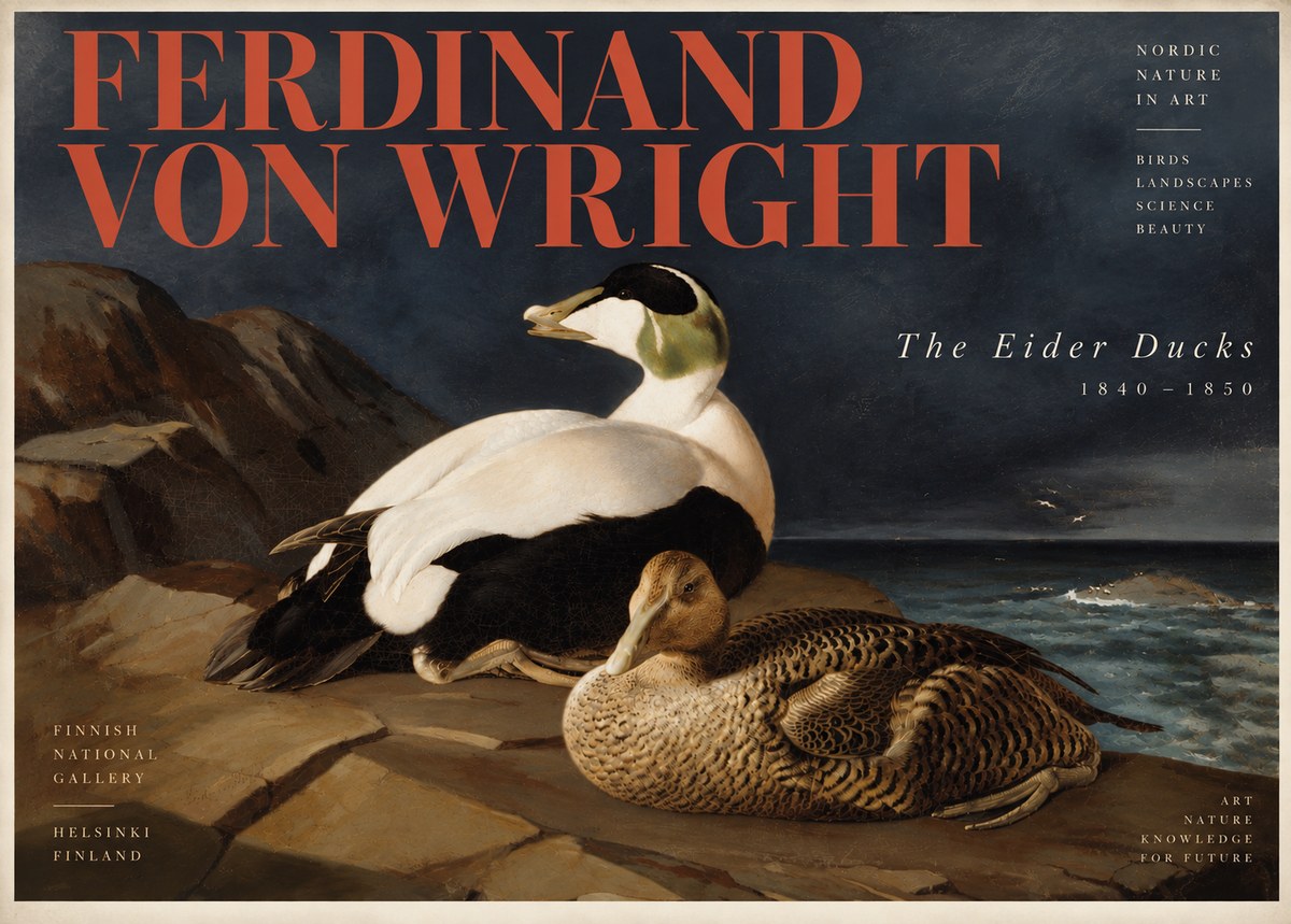 Ferdinand von Wright Eiders on a Rocky Shore No6 - Juliste
