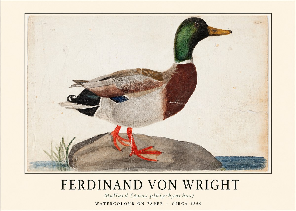 Ferdinand von Wright Mallard (Anas Platyrhynchos) No1 - Juliste