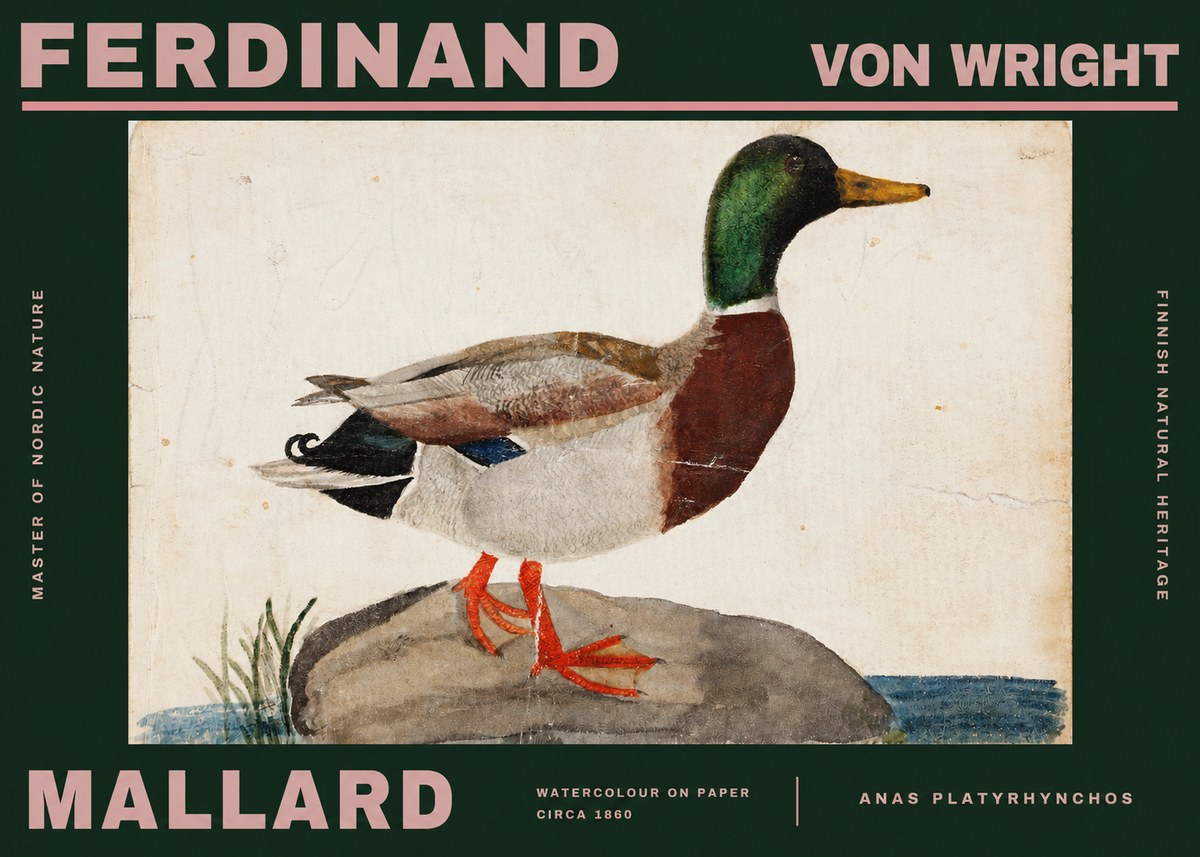 Ferdinand von Wright Mallard (Anas Platyrhynchos) No2 - Juliste