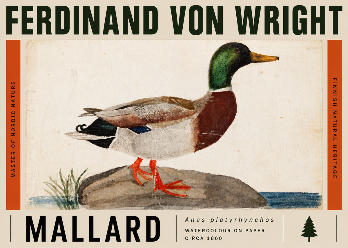 Ferdinand von Wright Mallard (Anas Platyrhynchos) No5 - Juliste