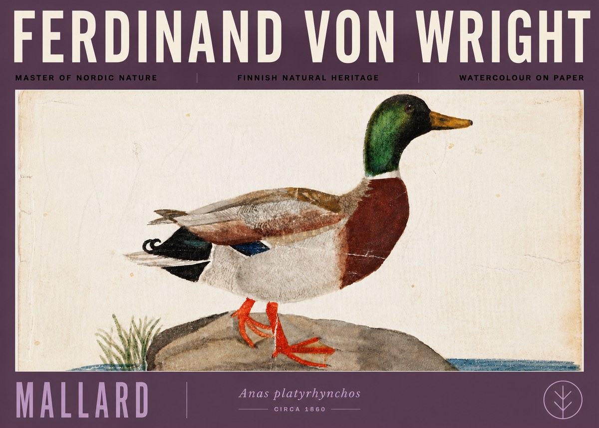 Ferdinand von Wright Mallard (Anas Platyrhynchos) No6 - Juliste