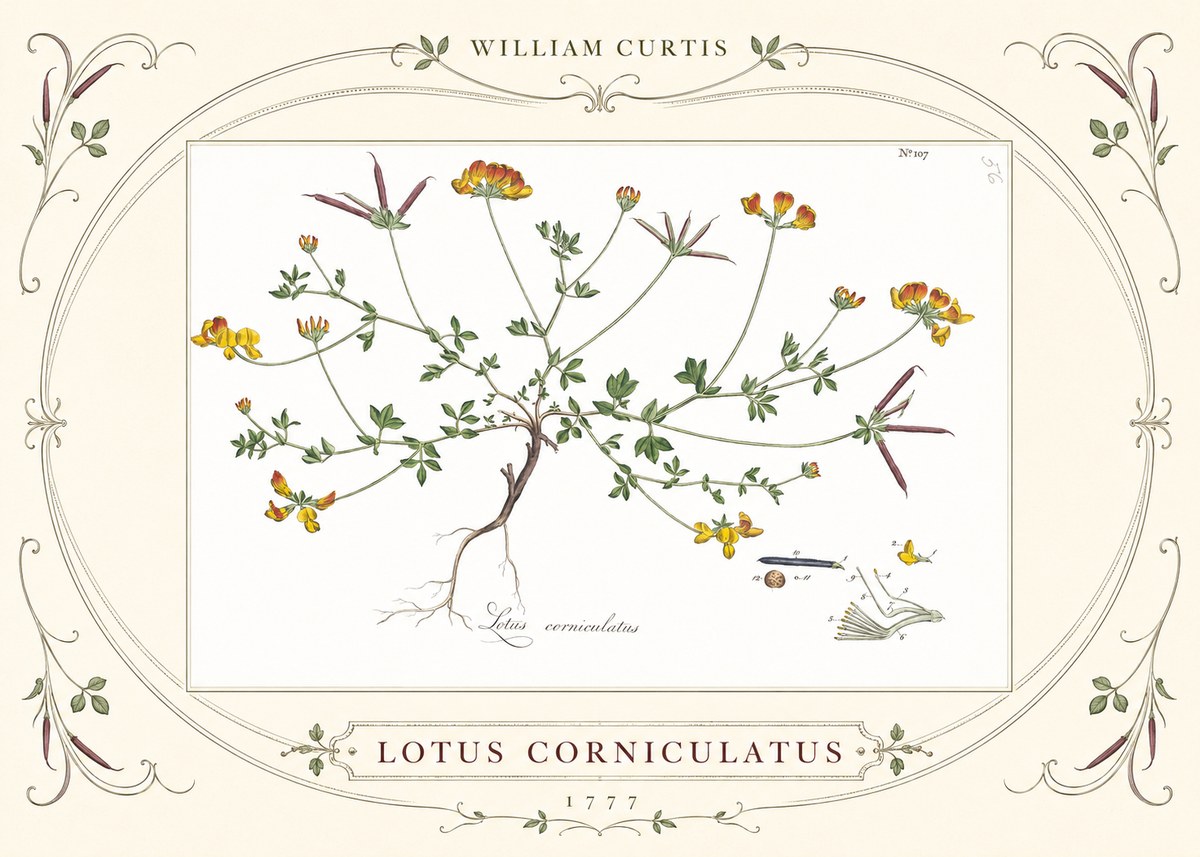 William Curtis Lotus Corniculatus II No3 - Juliste