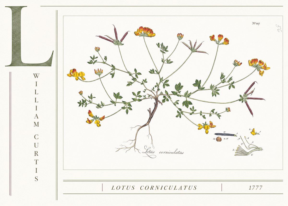 William Curtis Lotus Corniculatus II No4 - Juliste