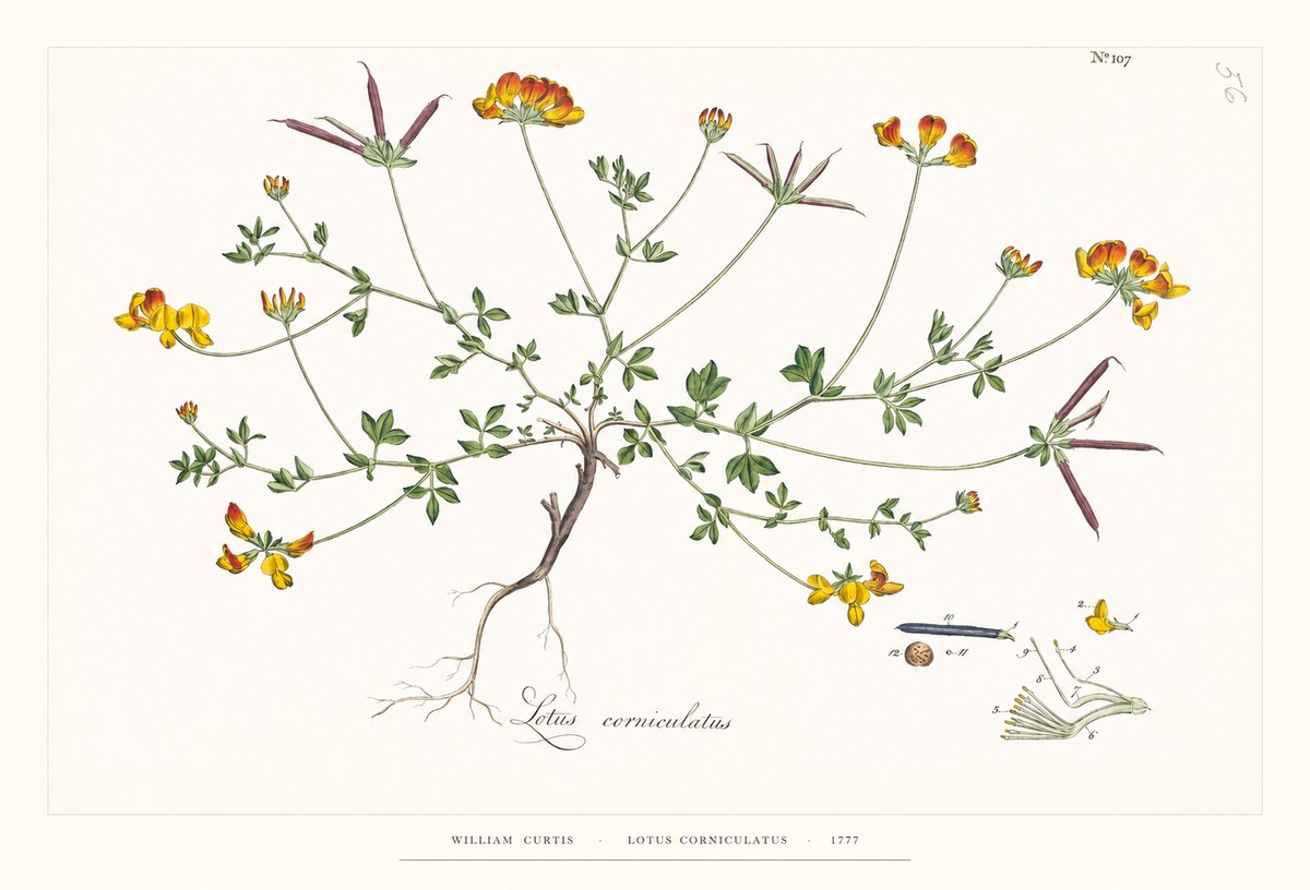 William Curtis Lotus Corniculatus II No6 - Juliste