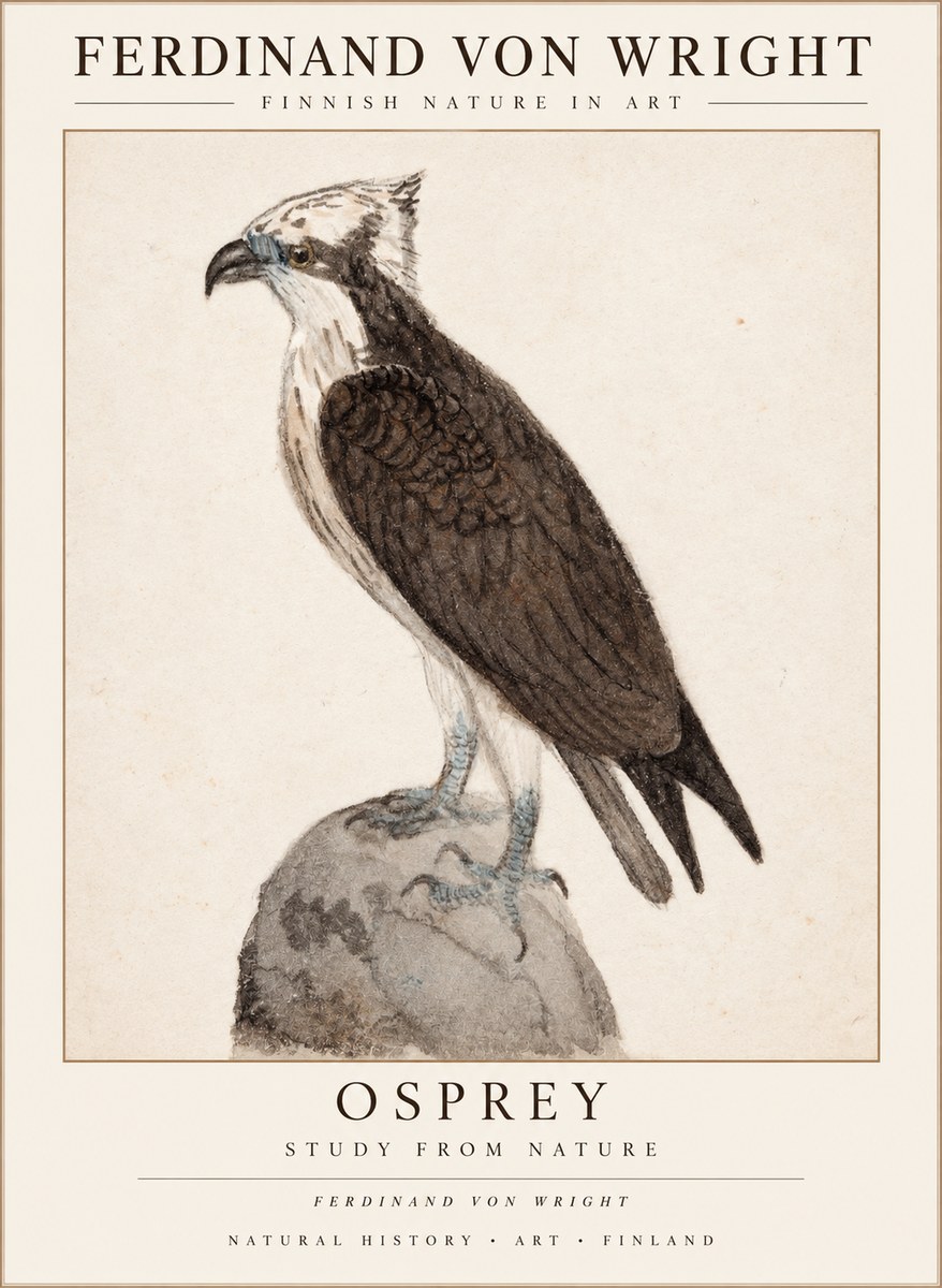 Ferdinand von Wright Osprey No3 - Juliste