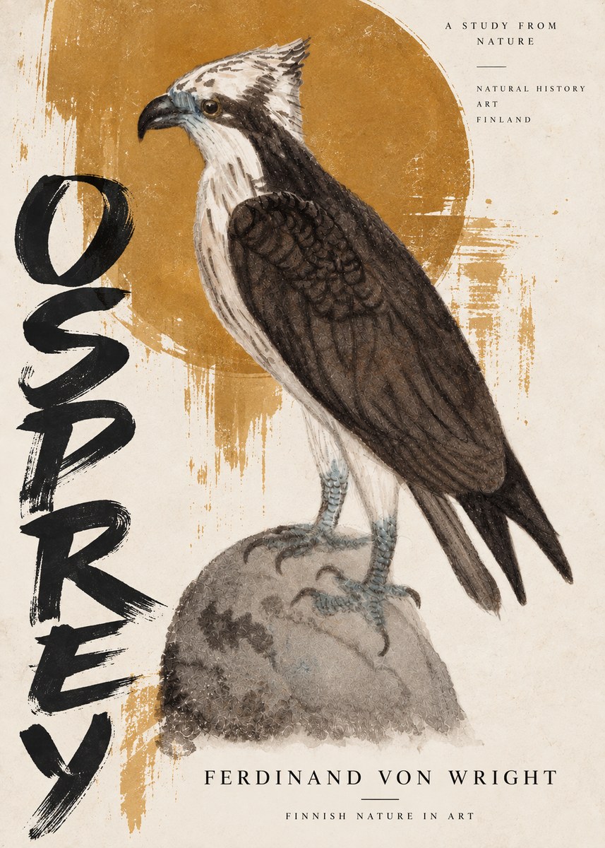 Ferdinand von Wright Osprey No5 - Juliste