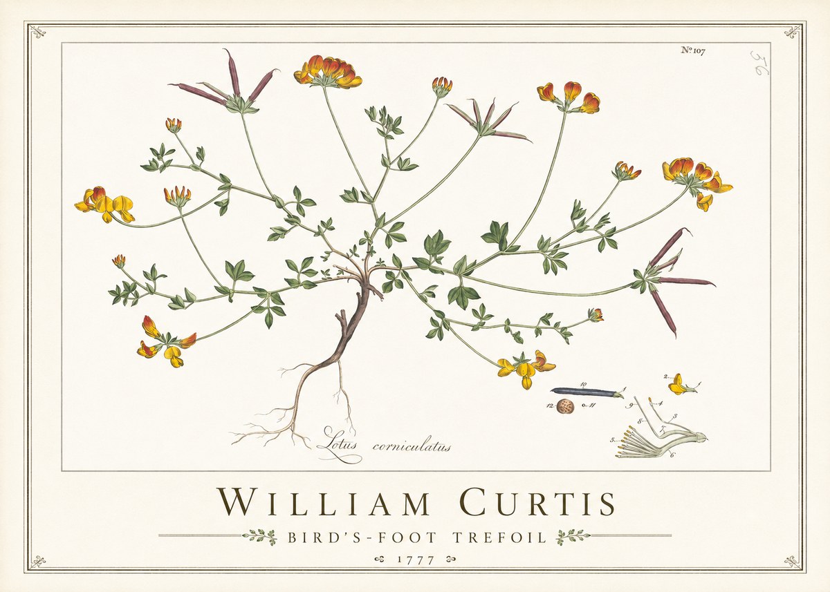 William Curtis Bird's-foot Trefoil No1 - Juliste