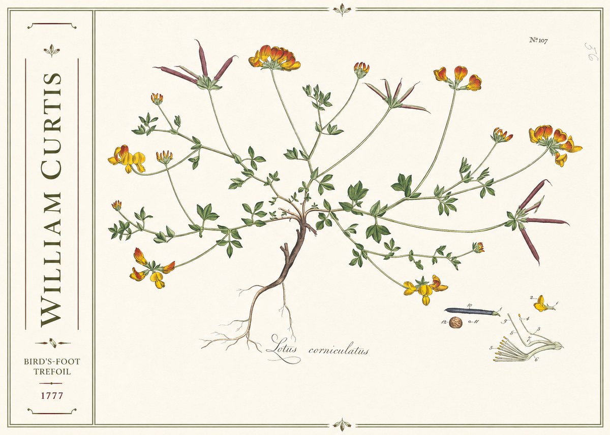William Curtis Bird's-foot Trefoil No2 - Juliste