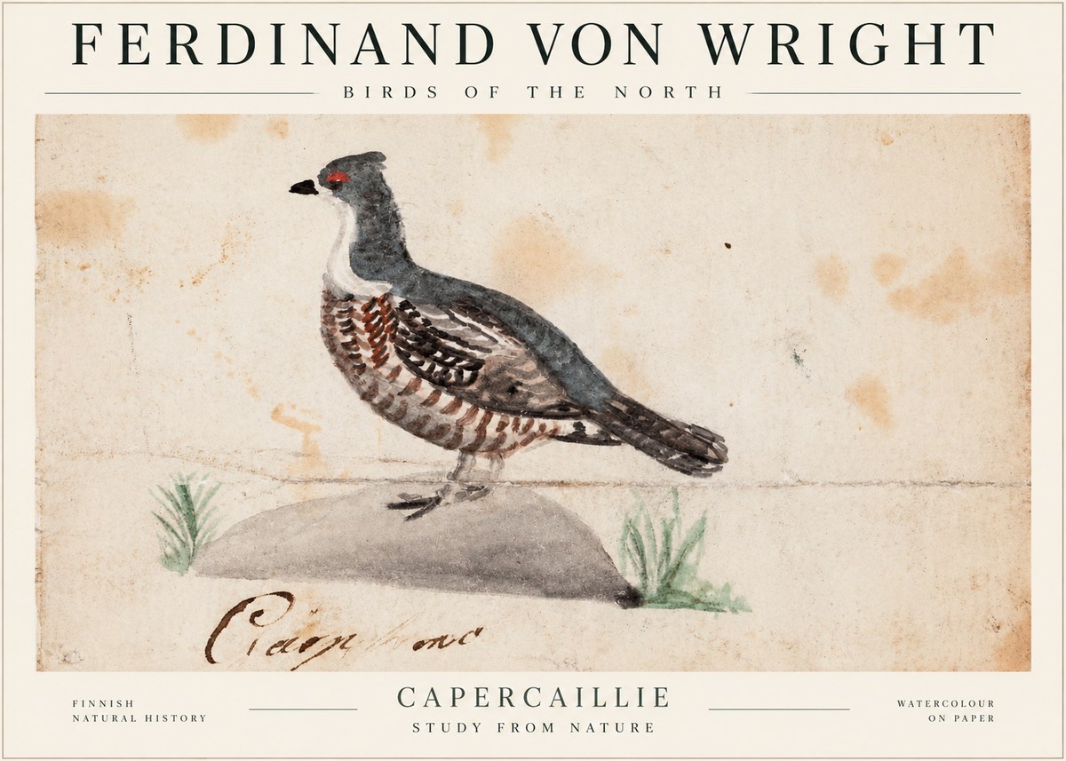 Ferdinand von Wright Grouse No2 - Juliste