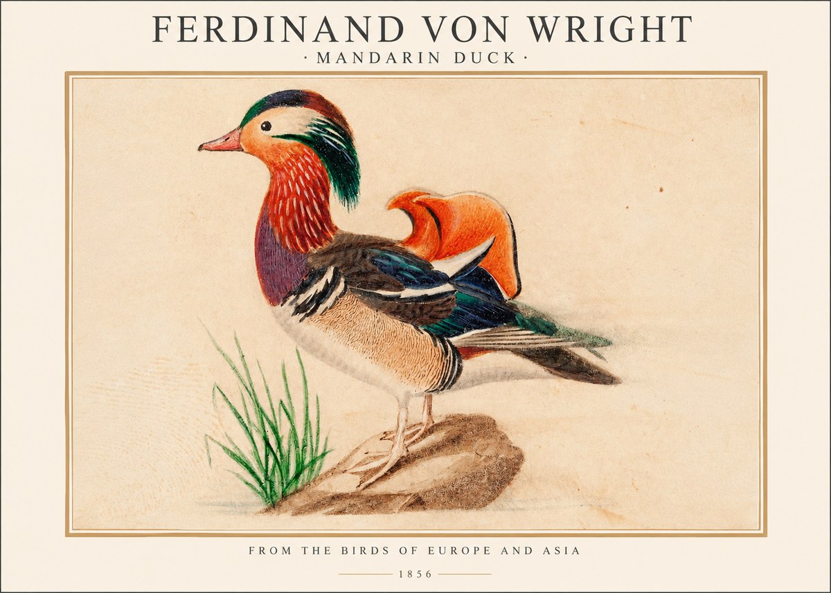 Ferdinand von Wright Mandarin Duck No1 - Juliste